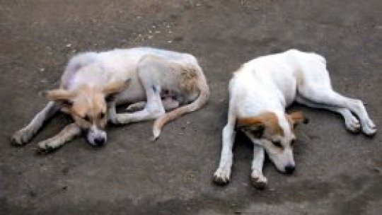Peste 200 de câini au fost găsiţi morţi în Botoşani