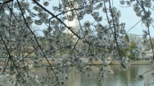 Cireşii înfloriţi de pe malul Potomacului