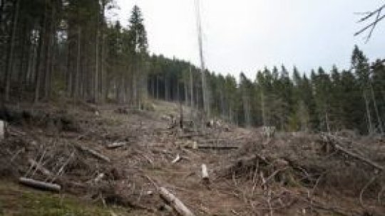 Tăierile ilegale de păduri, "fenomen de amploare în România"