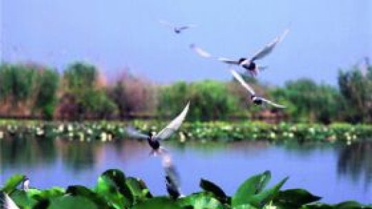 Suspiciune de gripă aviară la o specie de pelicani din Delta Dunării