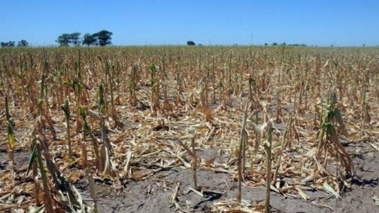 Peste 80% din suprafaţa arabilă a judeţului Galaţi, afectată de secetă