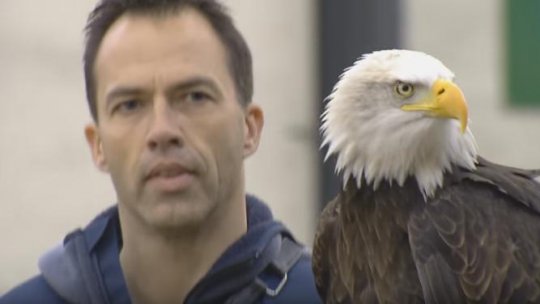 VIDEO: Drone vânate cu vulturi