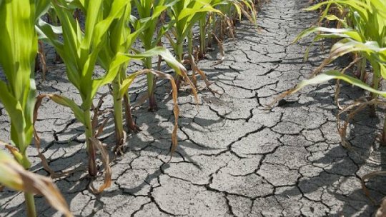 În zona Buzăului, "cea mai acută secetă din ultimii 30 de ani"