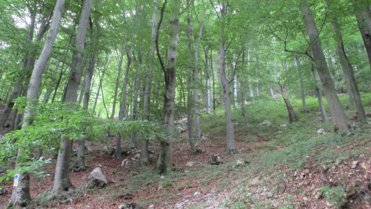 CE avertizează România în privința tăierilor ilegale de păduri