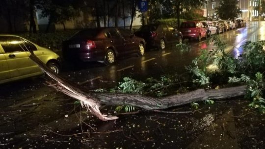 Furtună în București. Mai mulţi copaci au fost doborâţi de vânt