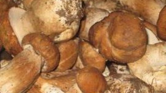 16 kilograme de ciuperci au fost confiscate în piața din Alba Iulia