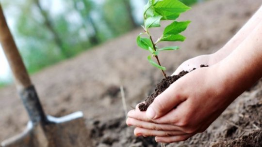 A fost lansată "Luna plantării arborilor", acţiune de împădurire la nivel naţional