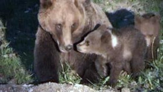 O ursoaică și trei pui au fost observați în municipiul Blaj din județul Alba