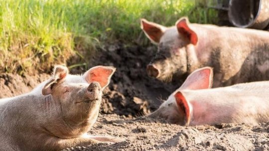 Caz de pestă porcină africană confirmat într-o gospodărie din judeţul Harghita