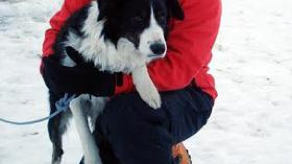 Helios, primul câine de intervenţie în caz de avalanşă, din ţară