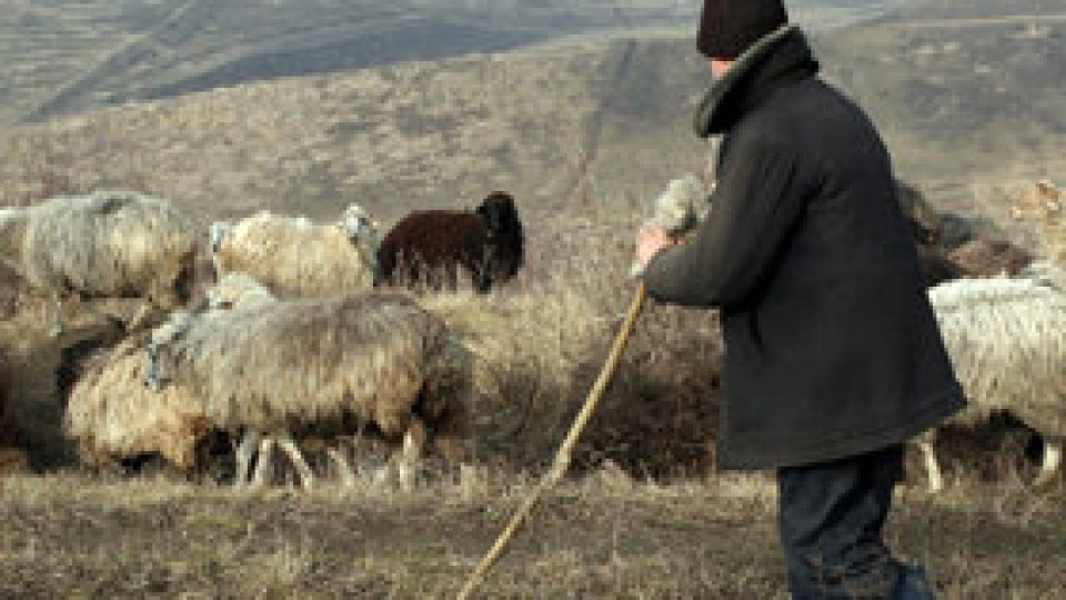 Ciobanii Bărăganului