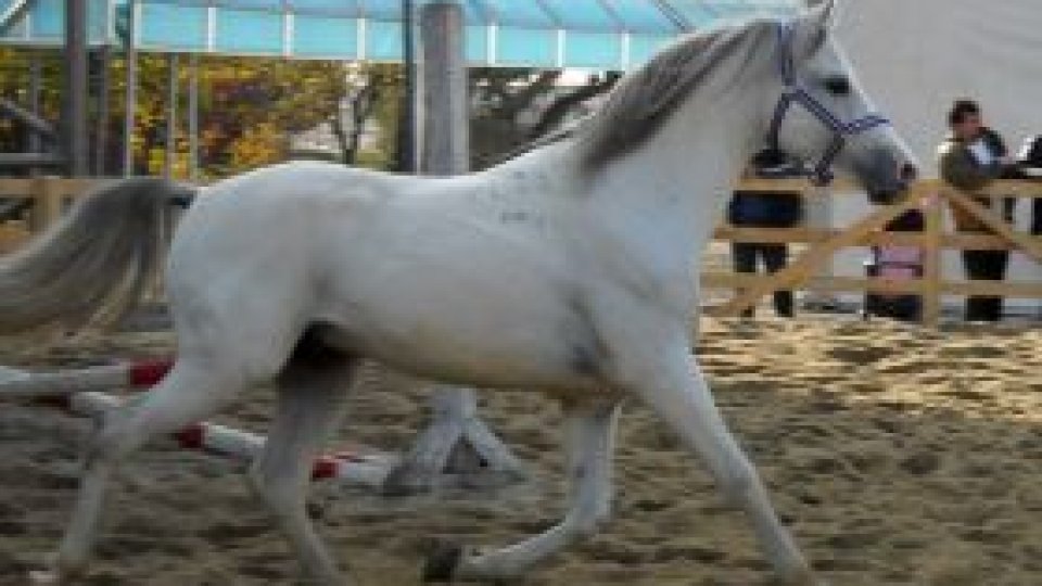 O noua editie a târgului Indagra Farm