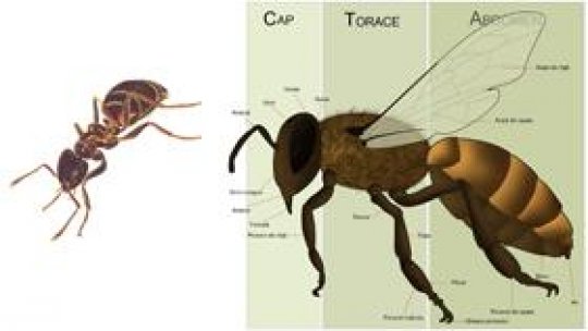Care ființă reprezintă simbolul hărniciei?