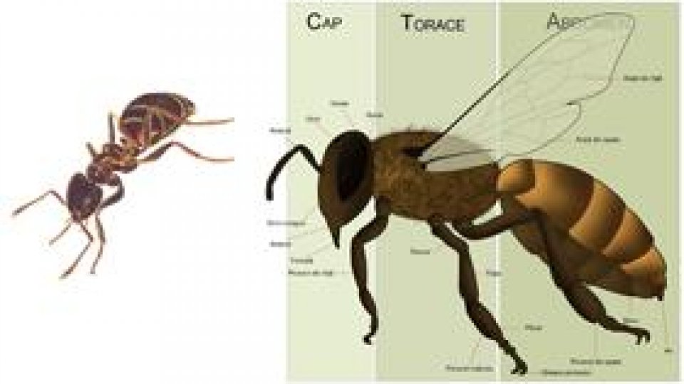 Care ființă reprezintă simbolul hărniciei?