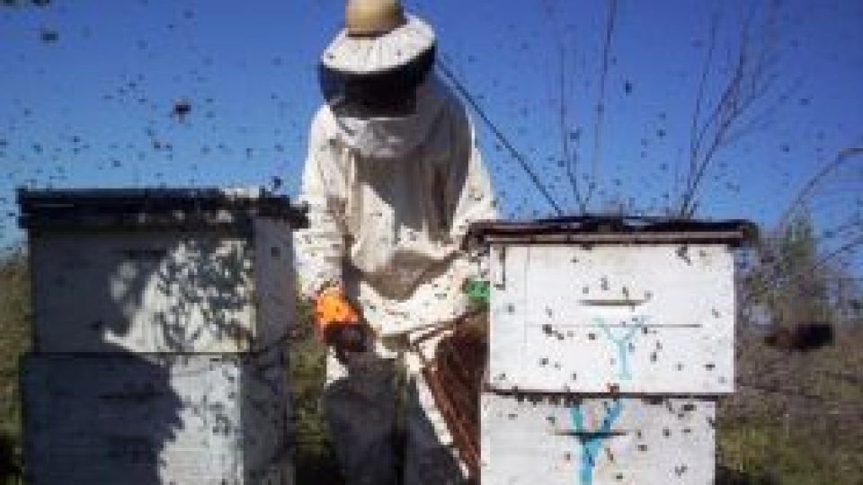 Apicultura, în declin