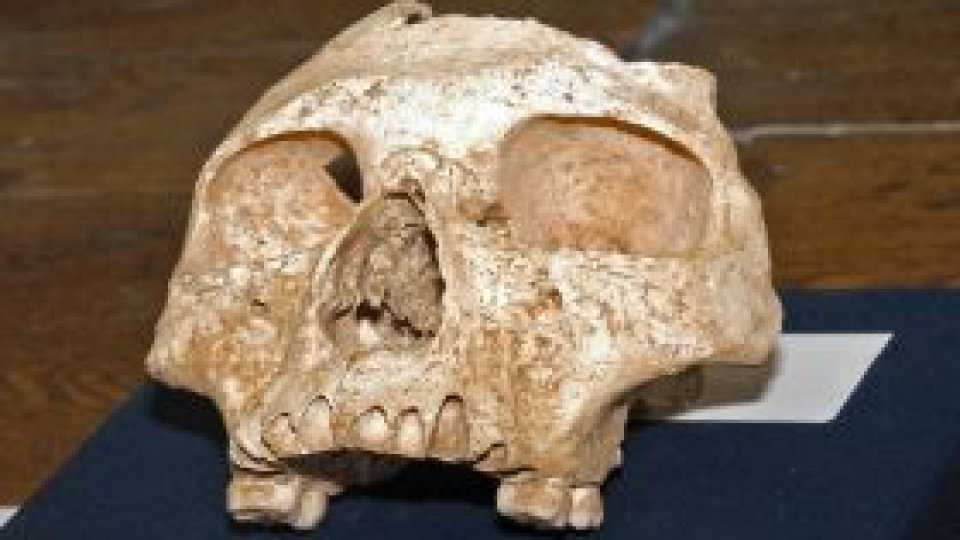 Schelet descoperit în Etiopia, datat la 4,5 milioane de ani vechime
