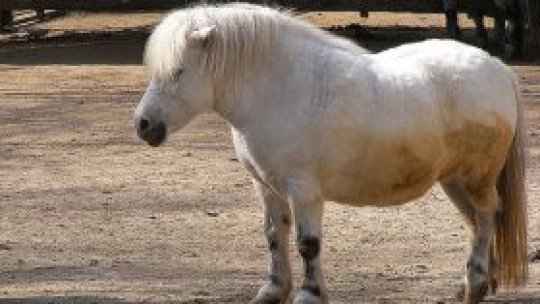 Animale de companie - ponei