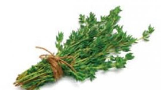 Bucătăria Înmiresmată - Cimbrişor sau cimbrul de câmp