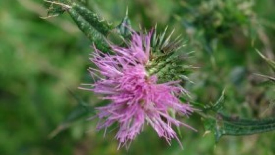 Rădăcina de brusture. La ce afecţiuni se foloseşte?