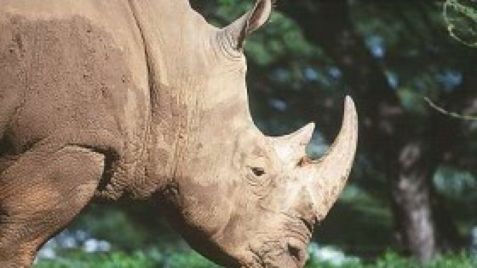 Ascultă Colţul Copiilor - Cămila colorată, capra şi şarpele