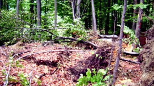 Pădurile, păzite de hoţi şi de...proprietari