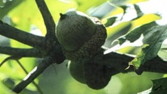 Leacul din natură: ghinda de stejar