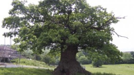 Leacul din natura: stejarul
