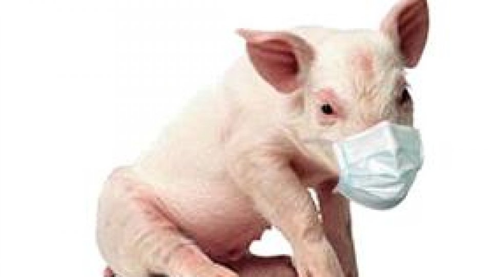 A venit „porcina”!