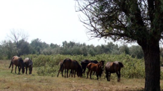 Puşcărie, piscicolă, pensiune