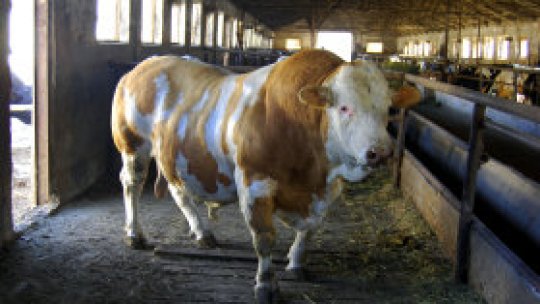 Fermierii călărăşeni au descoperit „Limuzina”