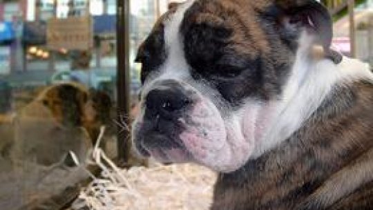 Cât costă cățelușul din vitrină?