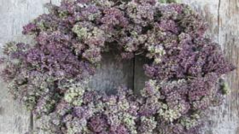 Oregano - Sovârv sau în mrejele celei mai iubitoare soţii