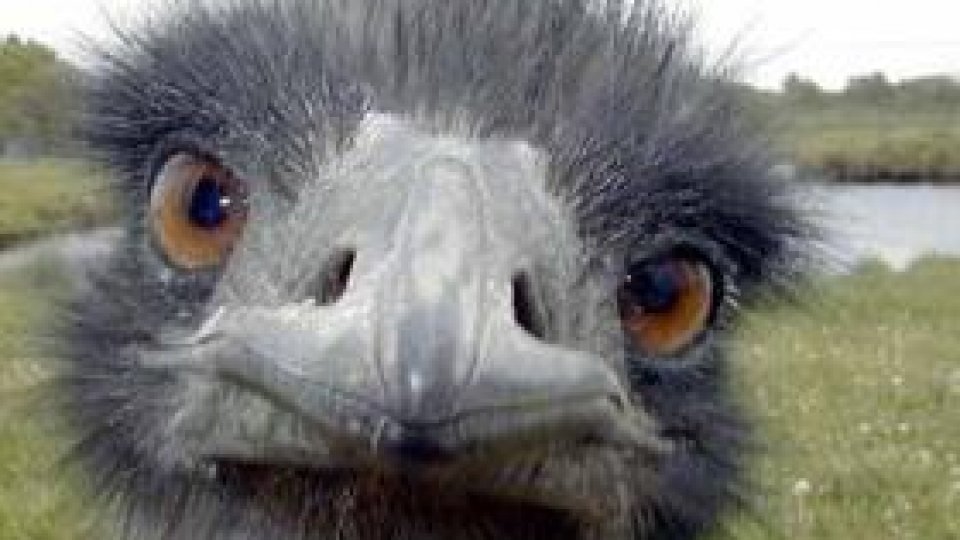 Cea mai mare pasăre din lume