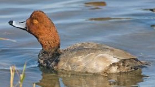 Operaţiunea: "Raţa cu cap castaniu"