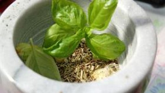 Salvia - Iarba Vieţii