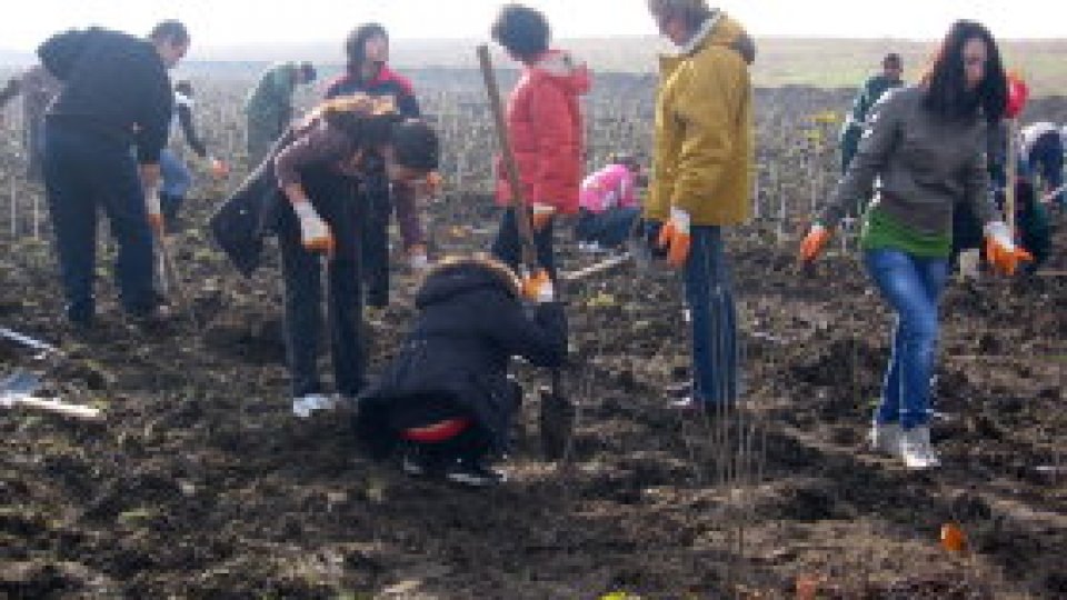 Mai multă verdeaţă pentru ploieşteni