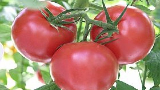 Roşia dulce ca piersica