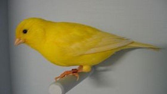 Proba de canto la canari