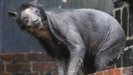 Urşi "dezbrăcaţi" de blană la Zoo
