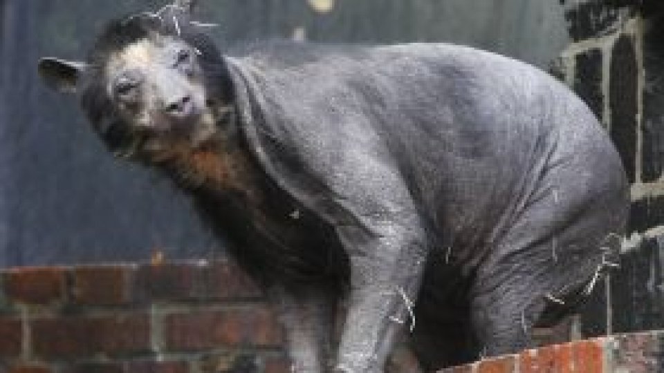 Urşi "dezbrăcaţi" de blană la Zoo