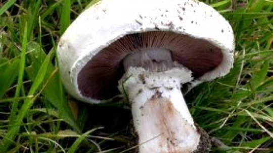 Altfel de afaceri: ferma de ciuperci