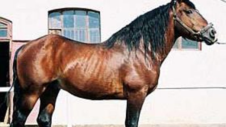 Vânzare de cai de rasă