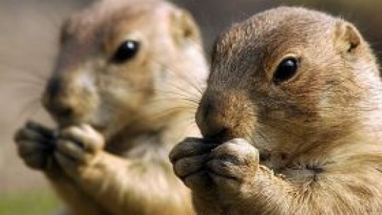 Invazia rozătoarelor