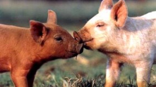 Asomatoarele, la oraş. Porcii, în sate.