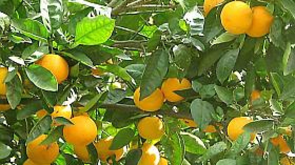 Portocala - fructul regilor indieni