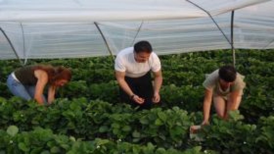 Românii plecaţi în strainate asteaptă cadouri din ţară