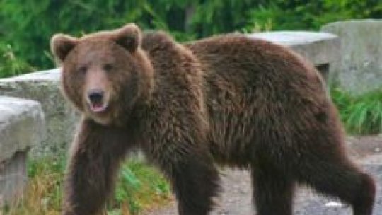 Doi turişti au ajuns la spital după ce au fost atacaţi de un urs 