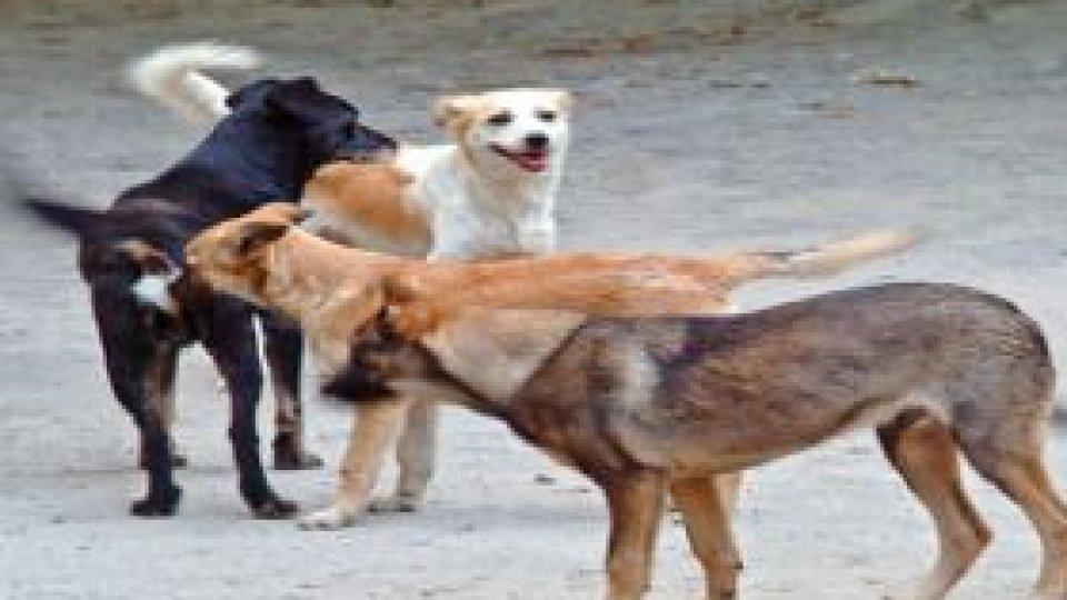 Campania ''Adoptã un câine'' continuã în Parcul Regina Maria din Capitalã