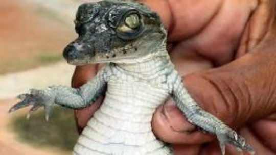 Cu puiul de crocodil în avion