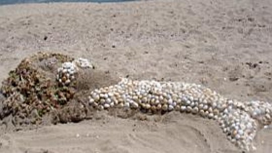 Un milion de dolari pentru o sirenă